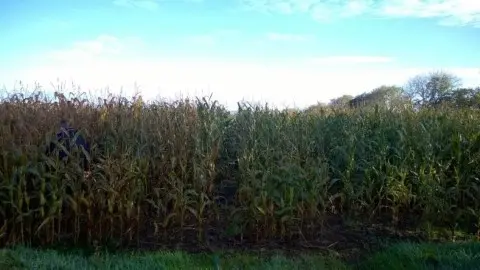 Maize-Treated