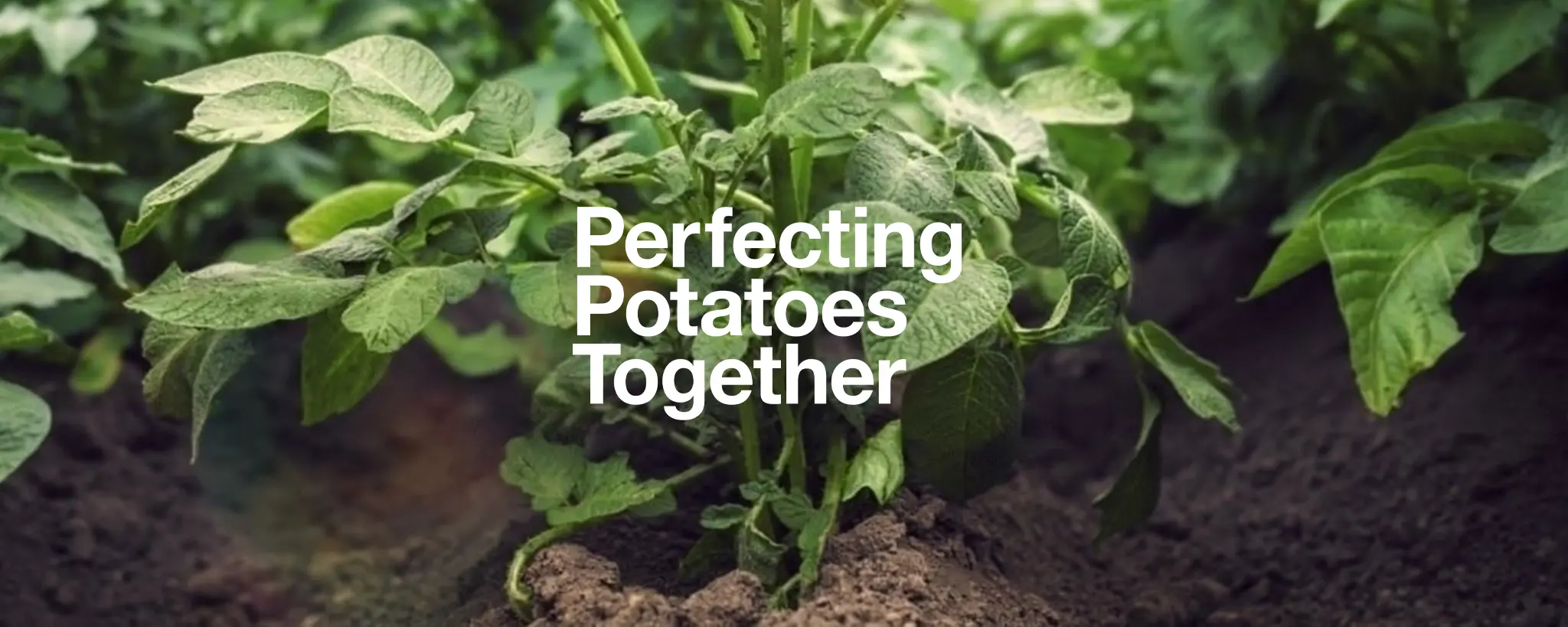 Perfecting-Potatoes-Together