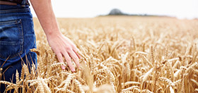 web tools, agronomy 