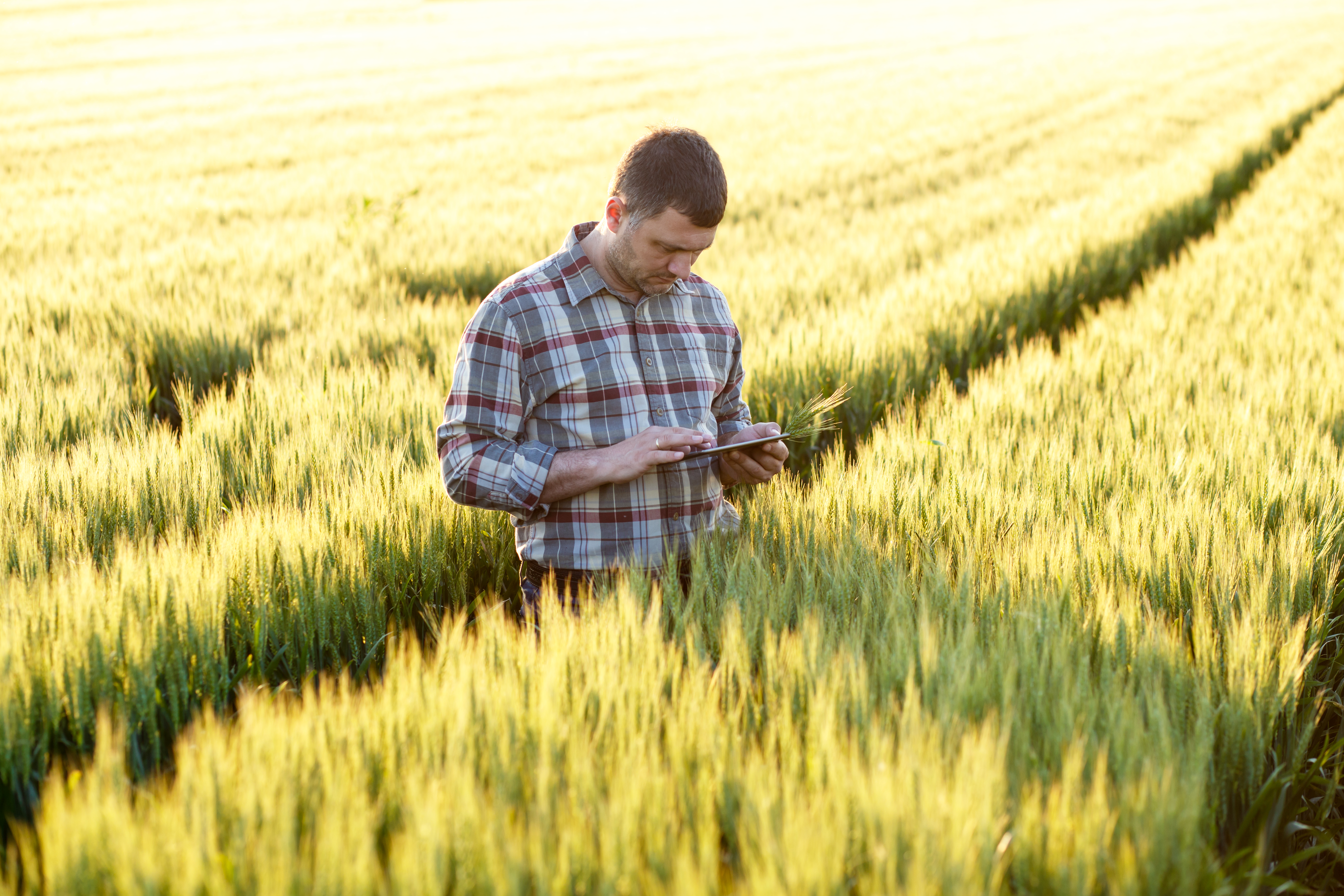 Download the Cereal Disease ID App