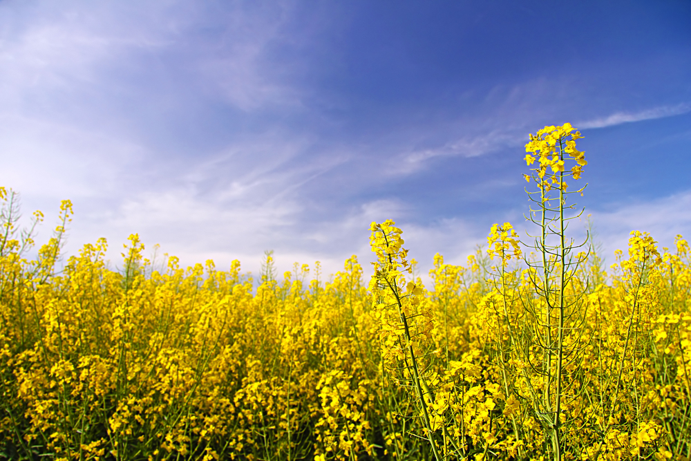 oilseed rape lodging yield calculator